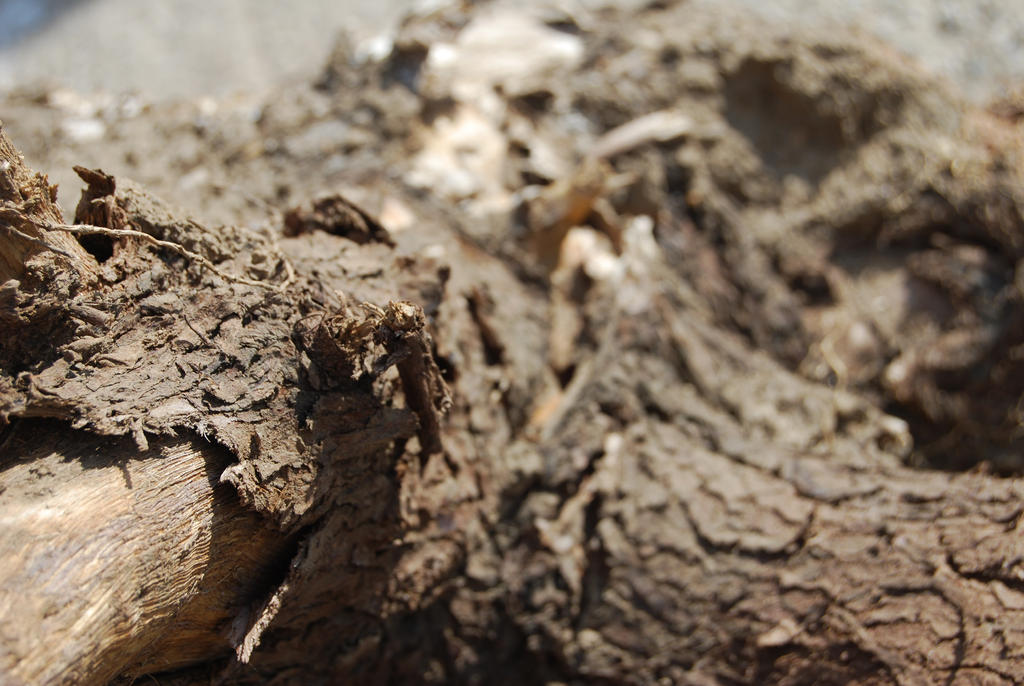 TREE BARK STOCK 9