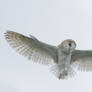 BARN OWL STOCK