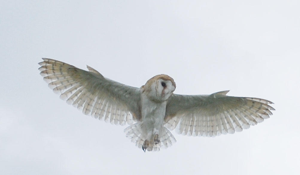 BARN OWL STOCK