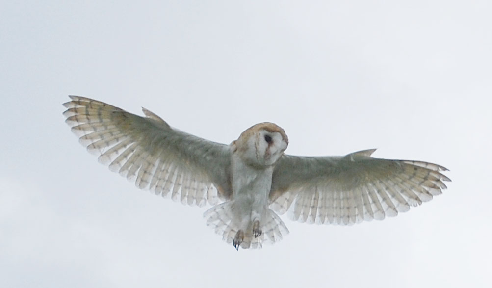 BARN OWL STOCK by Theshelfs