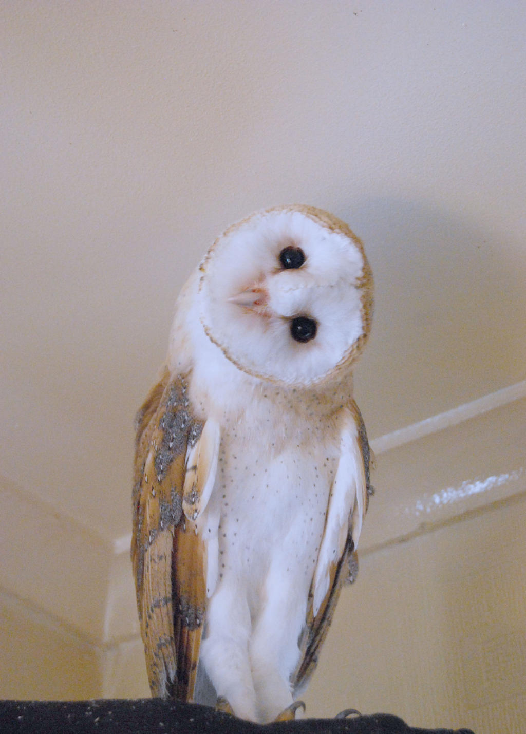 BARN OWL STOCK