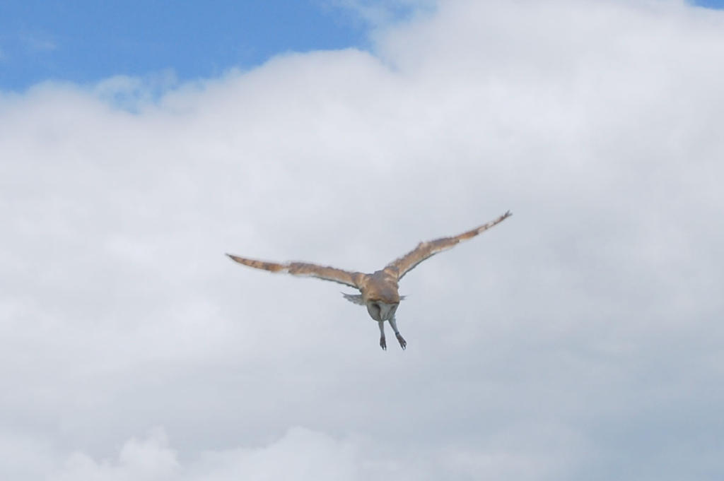 BARN OWL STOCK