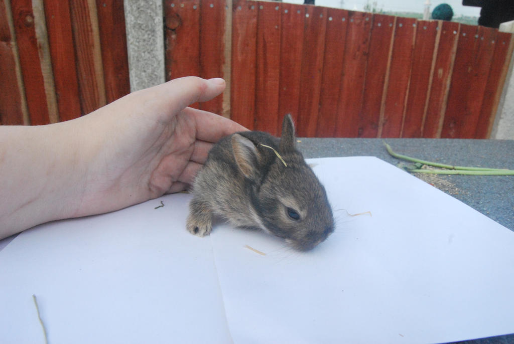 BABY RABBIT  S T O C K