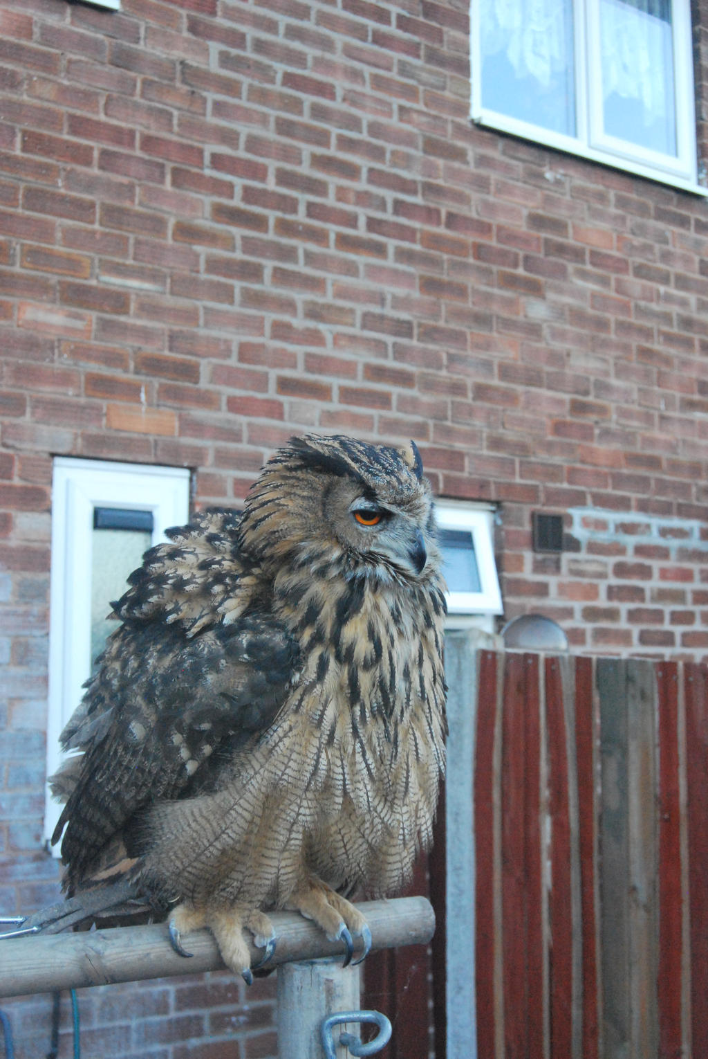 European Eagle Owl S T O C K