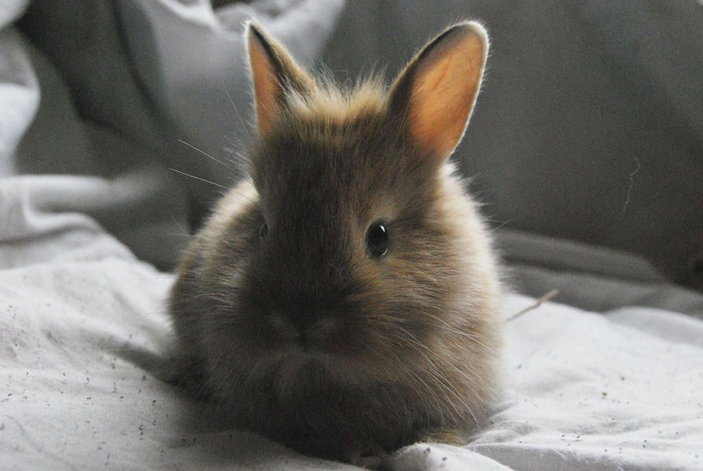 BABY RABBIT S T O C K by Theshelfs on DeviantArt