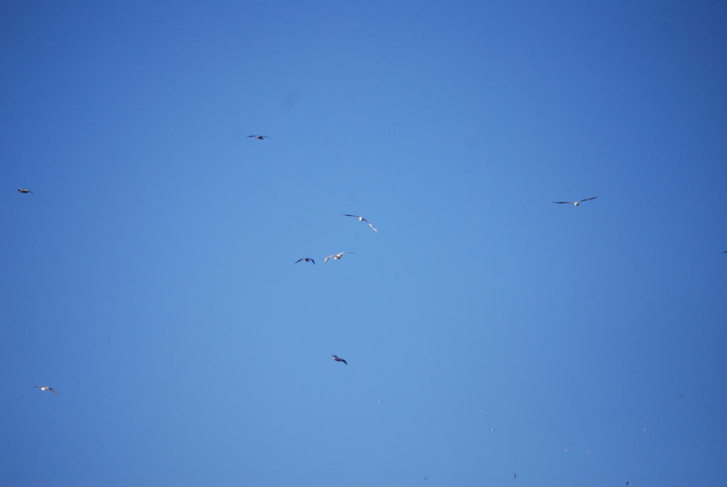 BIRDS IN FLIGHT STOCK