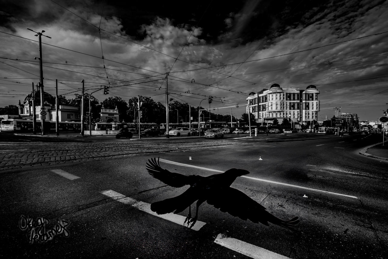 Urban bird by OlegsVeramejs on DeviantArt