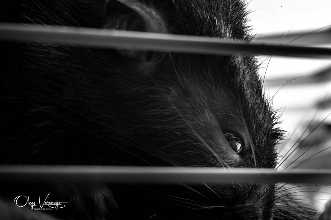 Rats (5) by OlegsVeramejs on DeviantArt