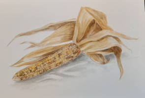indian Corn Cob