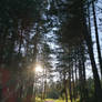 nature and me