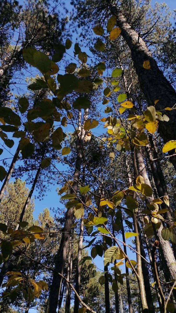 spring by Iviwrites on DeviantArt