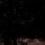 something in the shadows