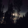 nature 2