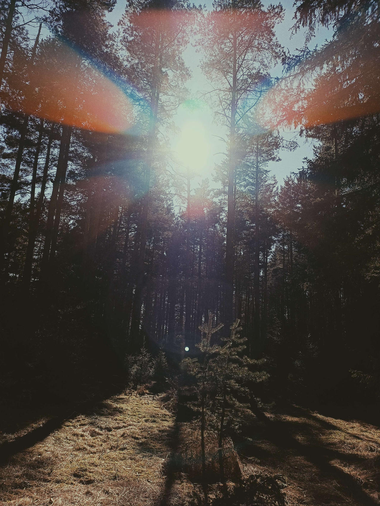 nature 1