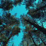 Look up!