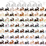 Shelter Cats 2
