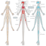 Shive Organ and Skeletal Systems