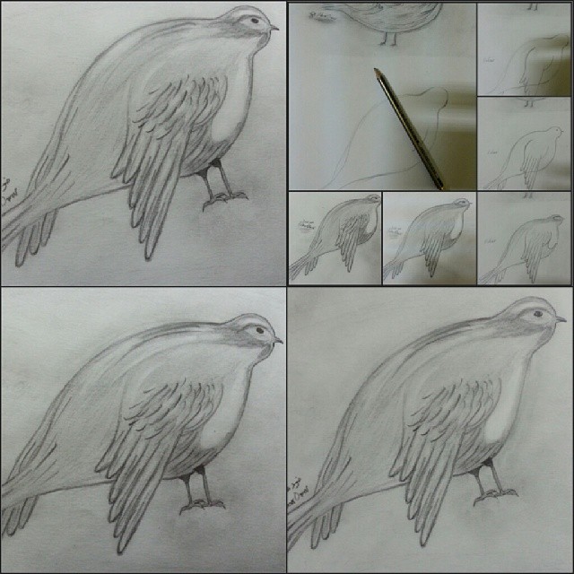 Bird drawing stages