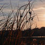 Weeds On The River Bank