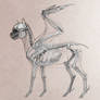 My Little pony Headcannon Example: Pegasi Anatomy