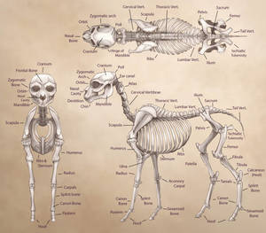 2017 Patreon reward: Earth pony skeleton