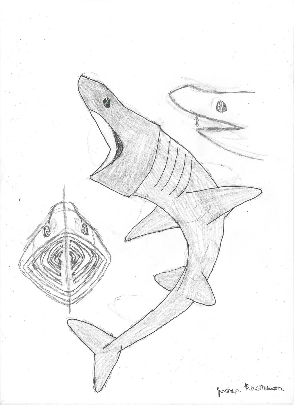Basking Shark Refrence Sheet By Jorbyman On DeviantArt