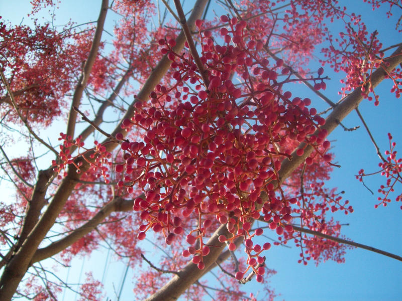 Pink Berries.