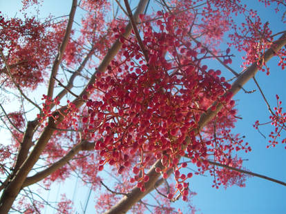 Pink Berries.