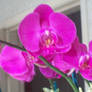 Orchid 3