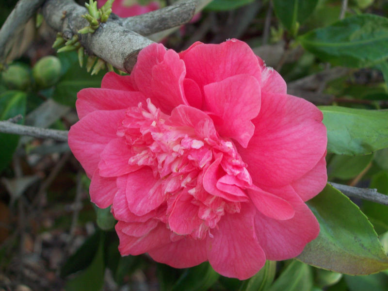 Camelia 2