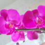 Orchid 4