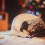 Christmas pug