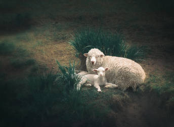 Lambs by Yanagl