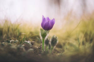 ***Pulsatilla***