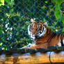 Sumatran Tiger