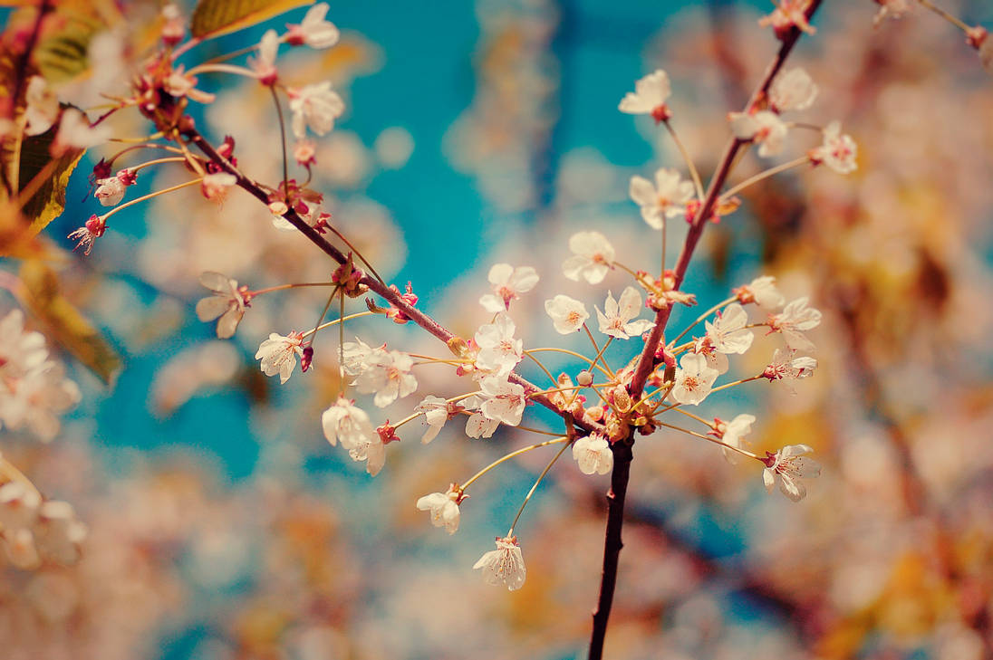 subtle spring by inertia09 on DeviantArt