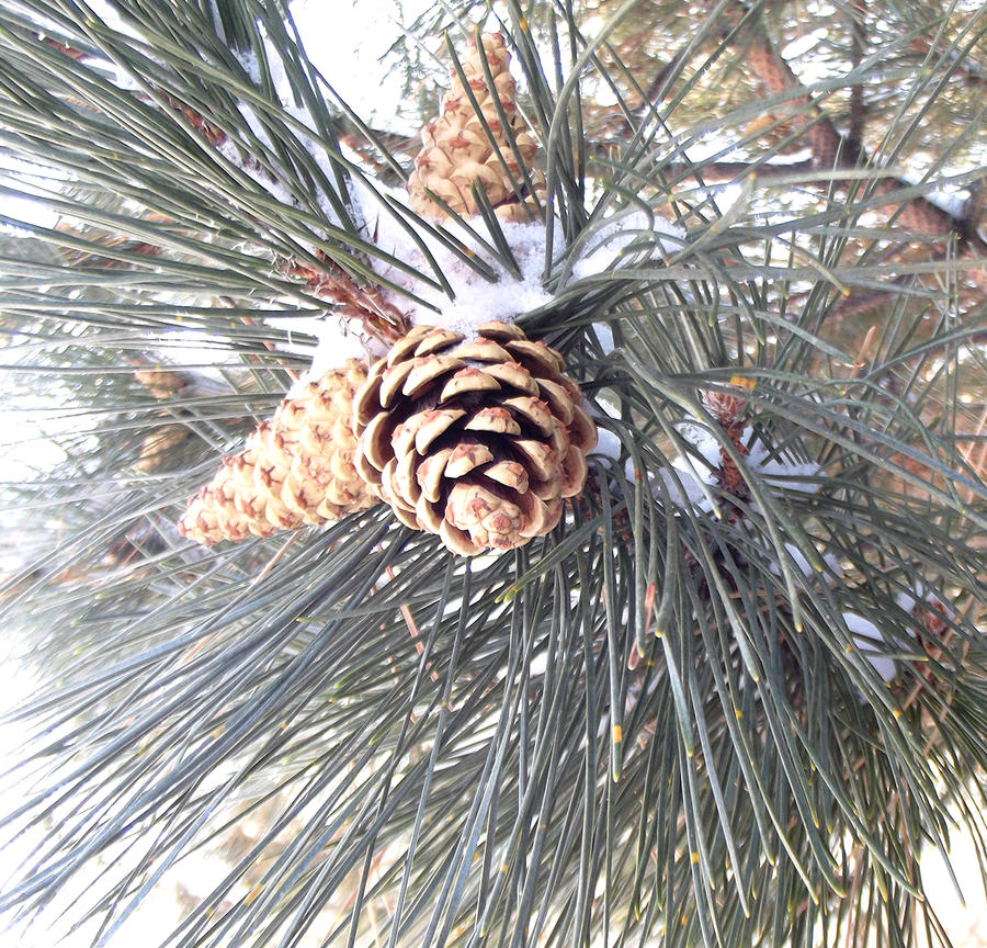 Pine Cone Family