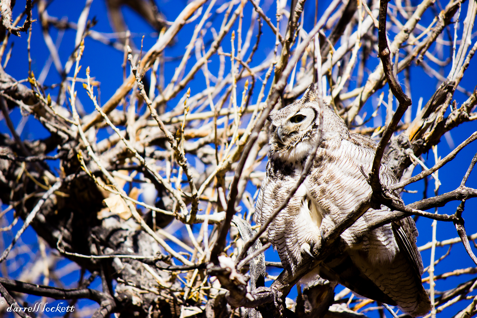 Owl on the Prowl