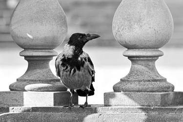 Carrion crow (grey-black Polymorphism)