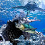 Tharn and Janu - Sealife