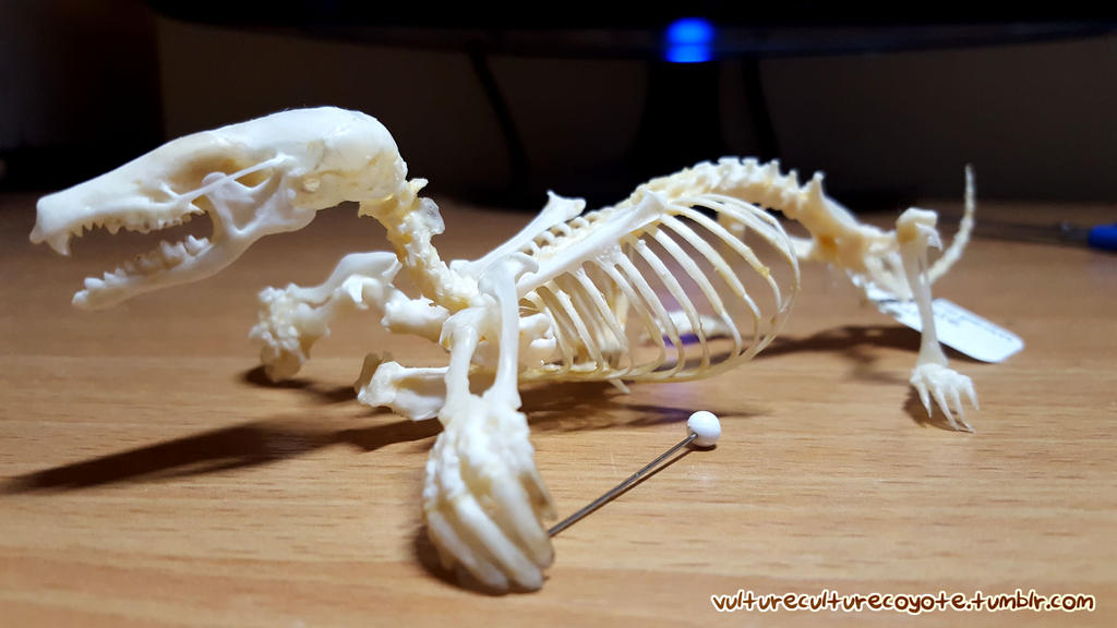 European Mole Skeleton By Wingedwolf94 On Deviantart European Mole Skeleton By Wingedwolf94 On Deviantart