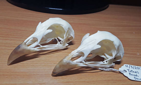 Pheasant Skulls