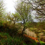 Glenarif Forest Path