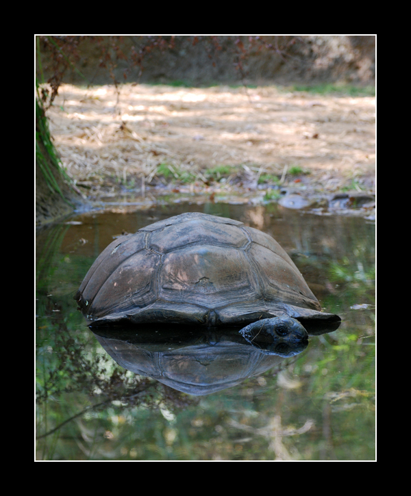 Tortoise Reflection by thequiet1 on DeviantArt