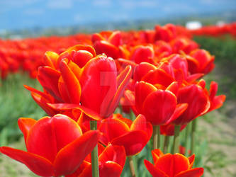 Tulip Festival 1