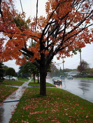 A Rainy Autumn Day