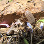 Pill Bugs