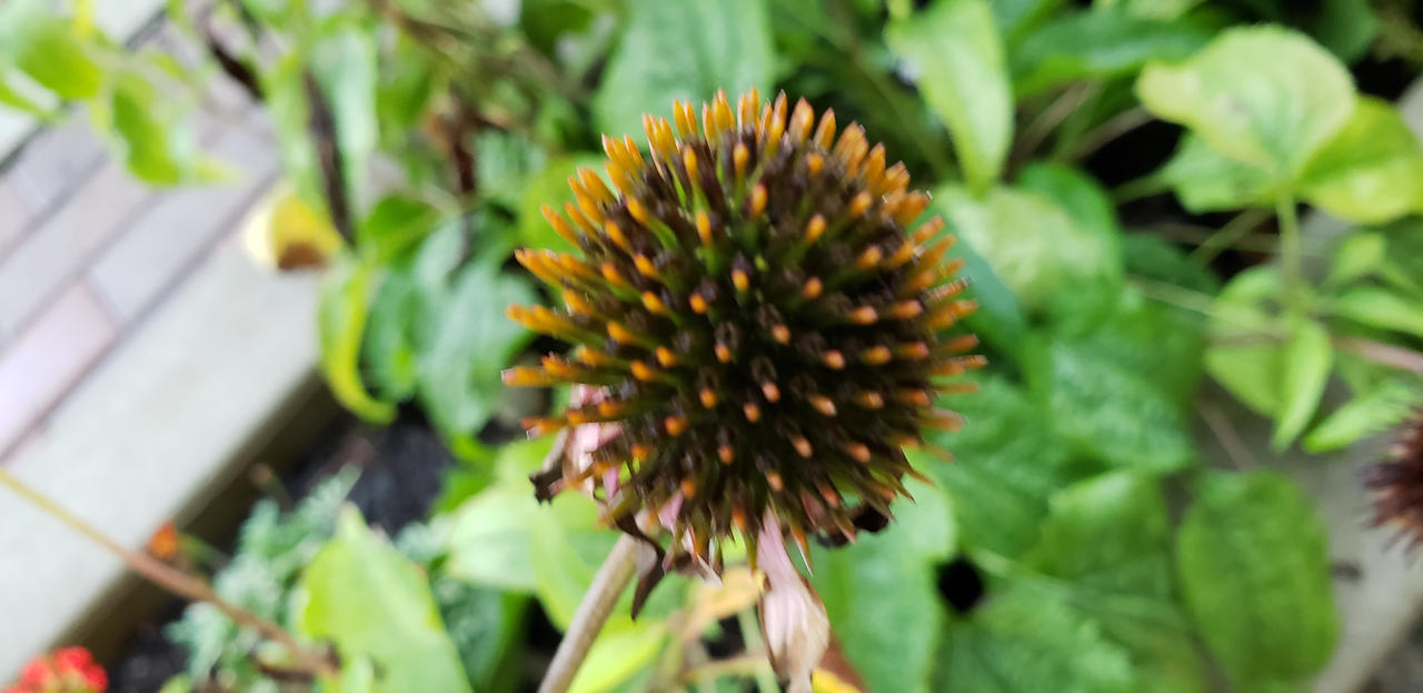 Radial Flower by ultramanic on DeviantArt