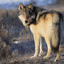 Grey Wolf of Yellowstone
