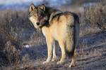 Grey Wolf of Yellowstone by Iamidaho